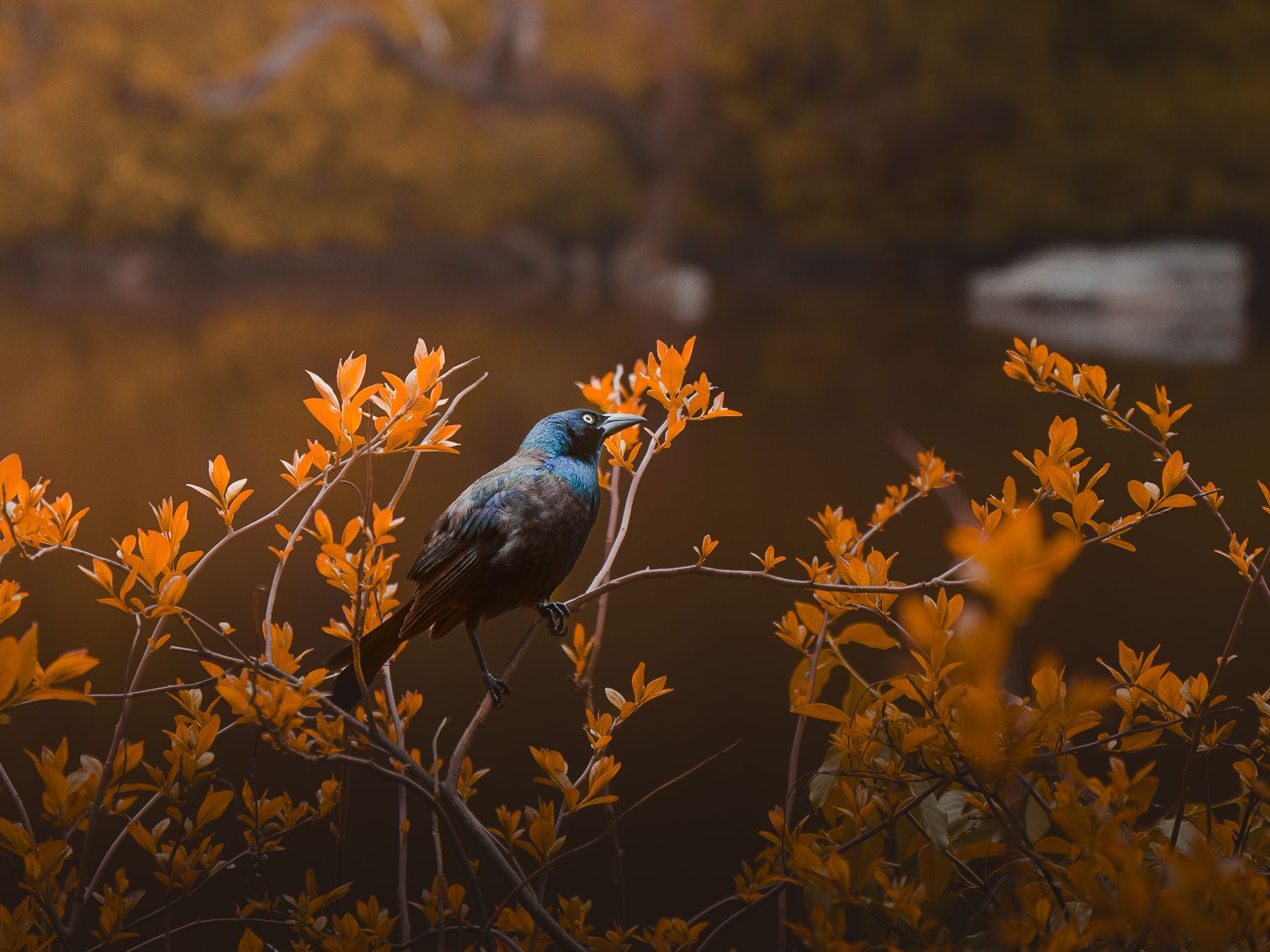 A6701153 (4).jpg